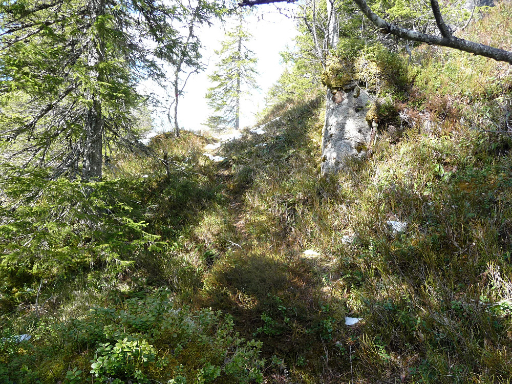 Langs stien i skogterreng