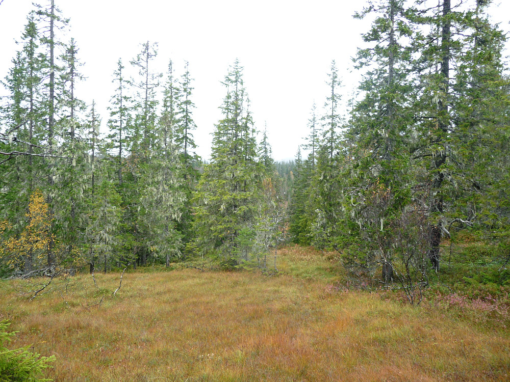 Vest for Reidalsmyran og mot Svalbakkheia