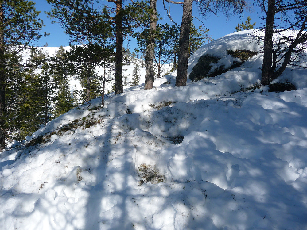 Mere bevis på at reinen leter etter mat under snøen.