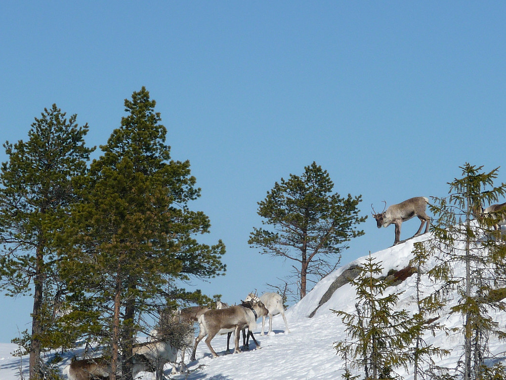 Rein på vestsida av Gavellangsheia