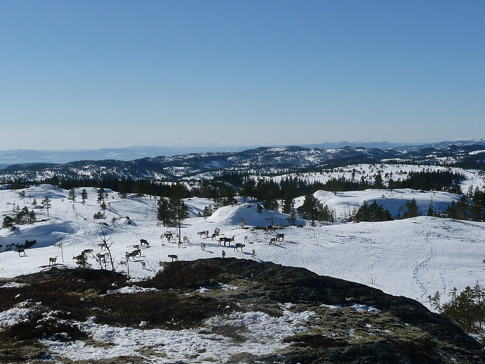 Når jeg satte meg ned ble reinen også rolig. Fortsatt fra Gavellangsheia