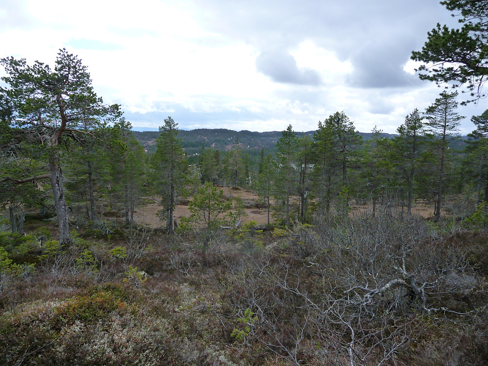 Den lange veien hjem. Kartjønnåsen og Myrmo i det fjerne. Tatt fra toppen av Grindadalen.