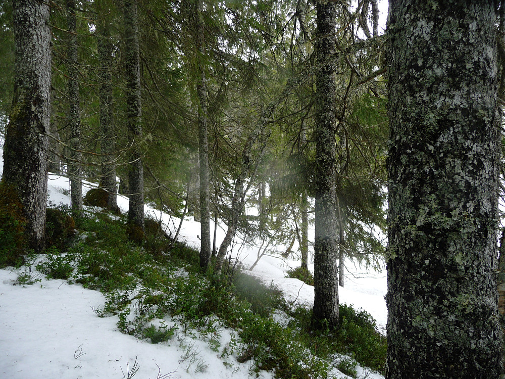 Matpause i skogen