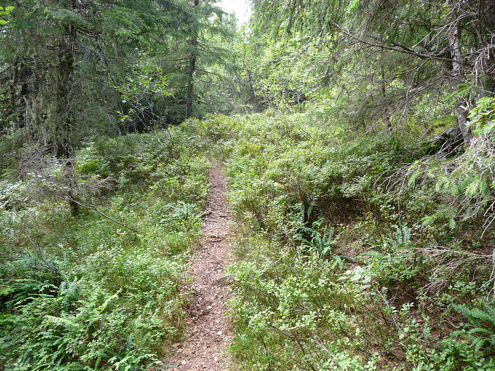 Sti sør for Svalbakkheia