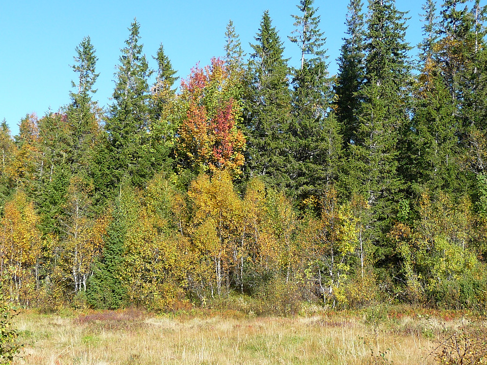 Høstfarger
