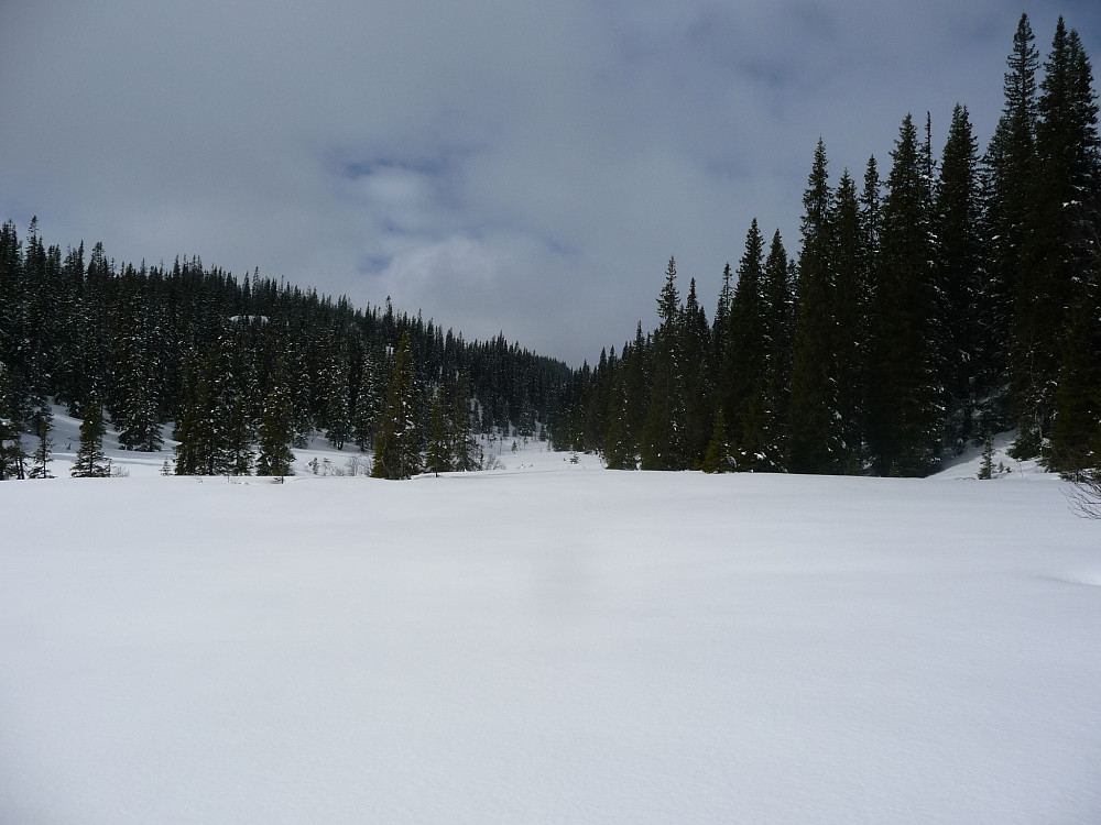 Skogkledd dal med naturskog