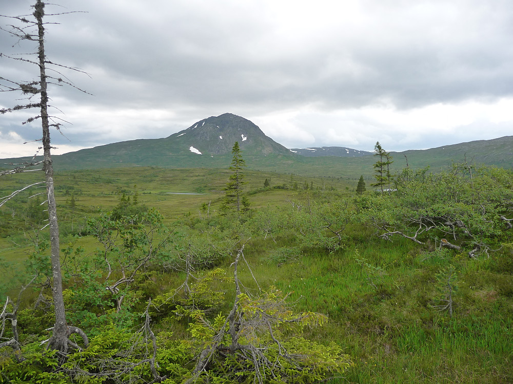Hermannssnasa fra nord