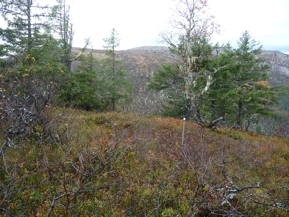 Toppen av Nordhaugen