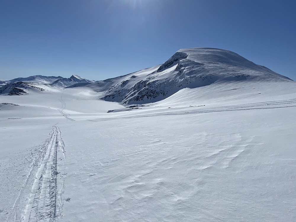 Grånebba