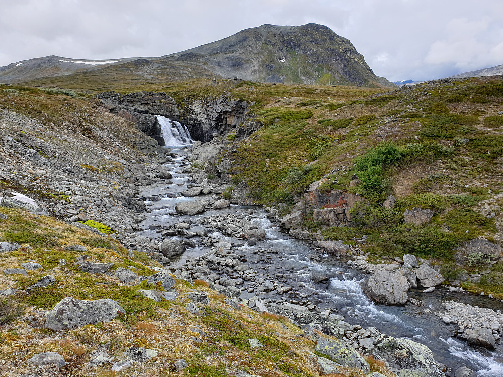 Nautgardselve