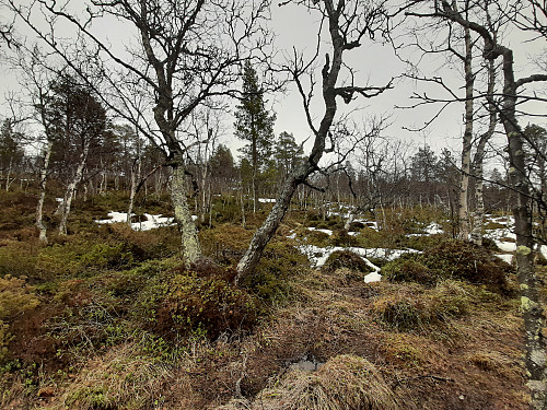 Her tok jeg av stien og gikk blindt mot Stor-Gråberget i skogen.