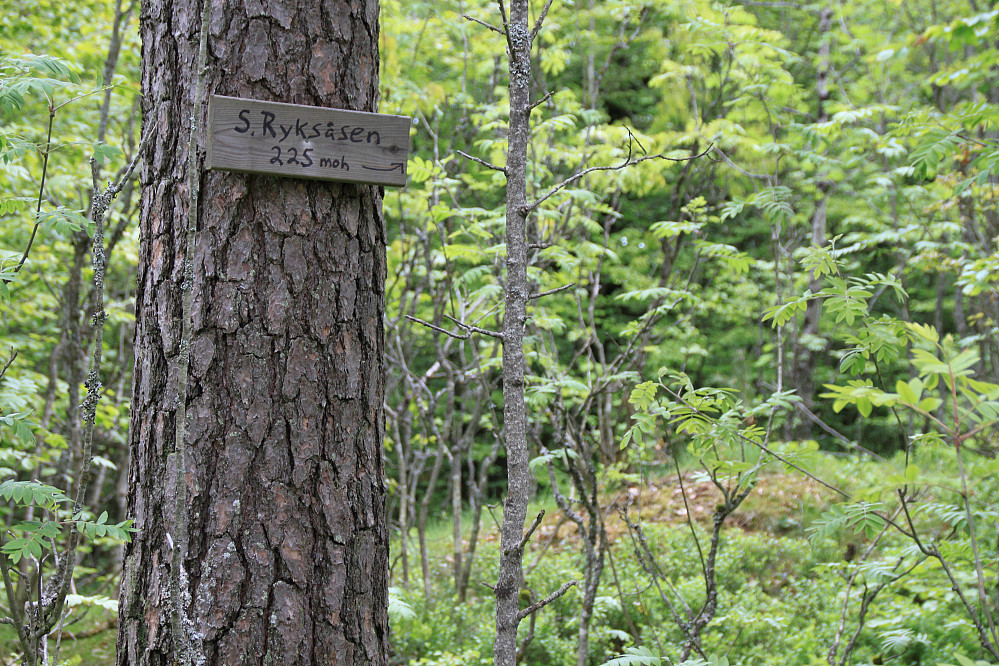 Ryksåsen sørtoppen