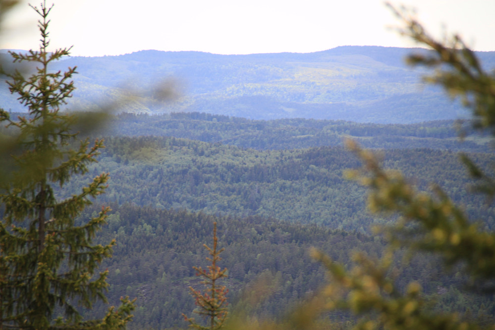 Utsikten fra "utsikten" er etter hvert begrenset pga. skog