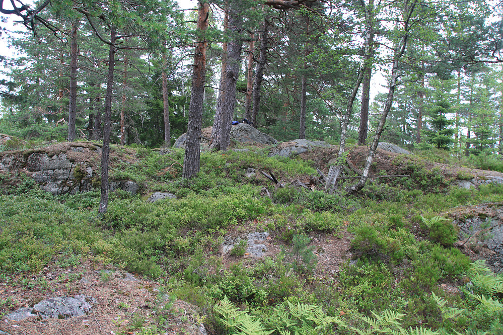 Bergknastene rundt nordtoppen som aspirerer til å være Håøyas høyeste punkt alle sammen (229,1 m).