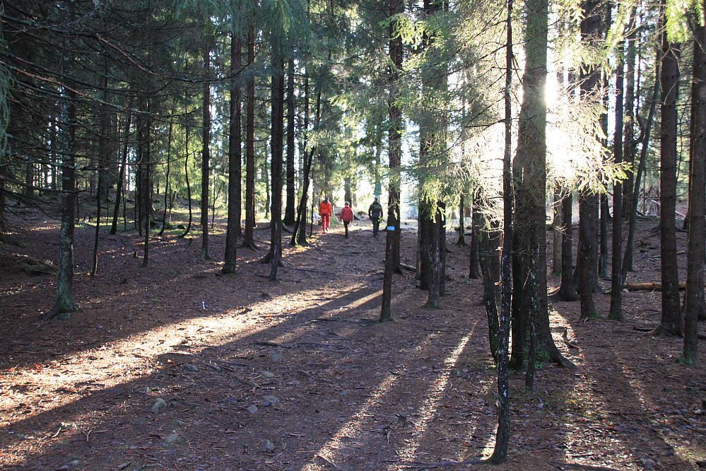 Flott novembersol gjennom granskogen