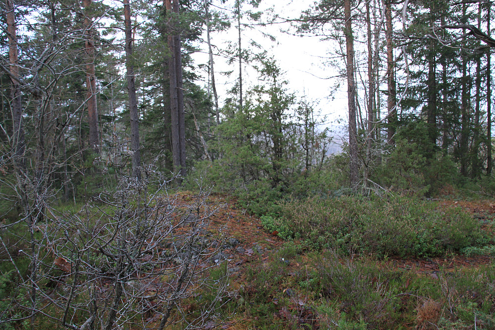 Toppen av Stokkeråsen