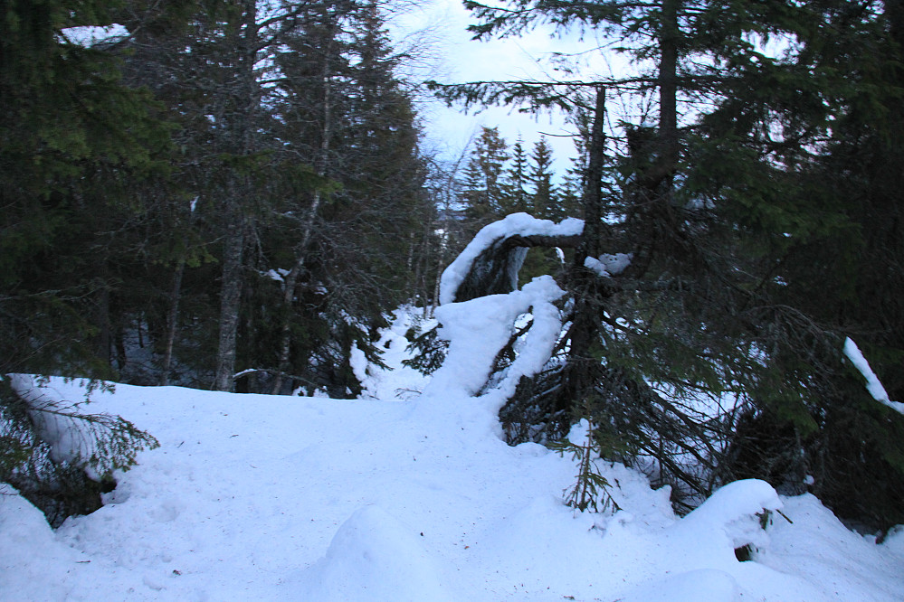 Toppunktet midt i skogen