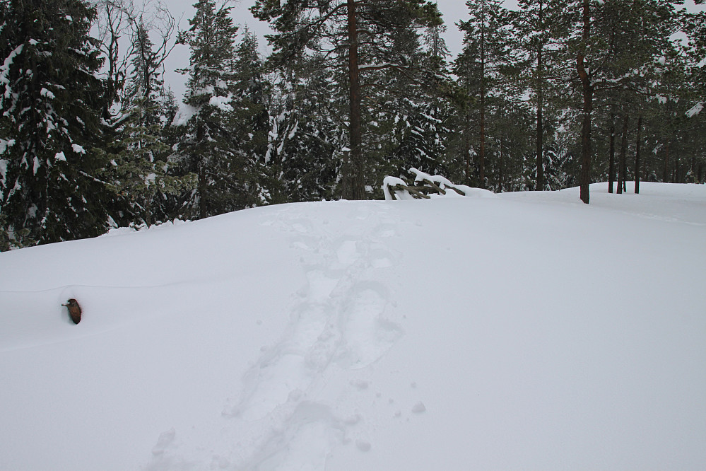Trugespora opp til toppen
