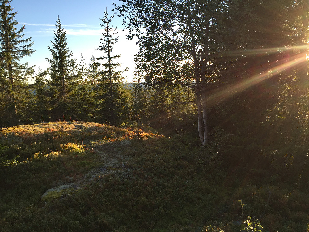 Toppen i lav kveldssol