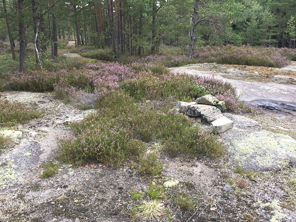 Toppunktet var beskjedent