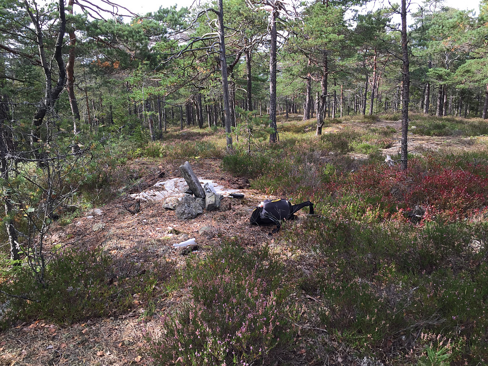 Toppen omkranset av fin furuskog