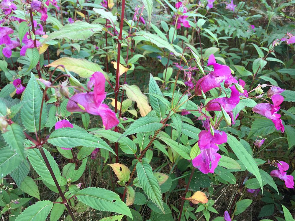 Hvilken blomst er dette? Masser av de like ved P-plassen