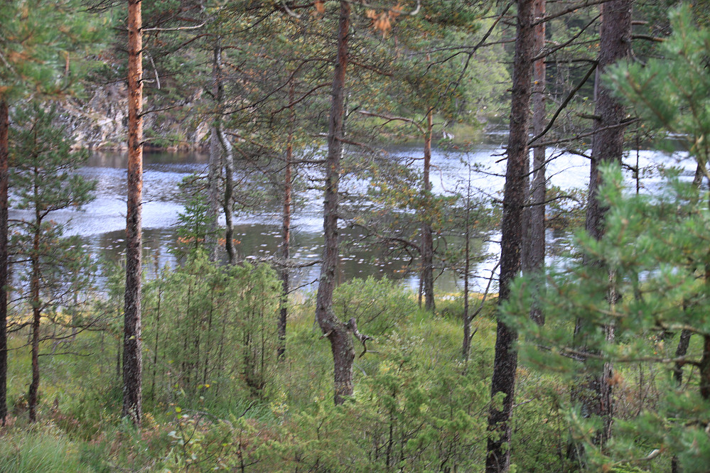 Typiske skogstjern i området