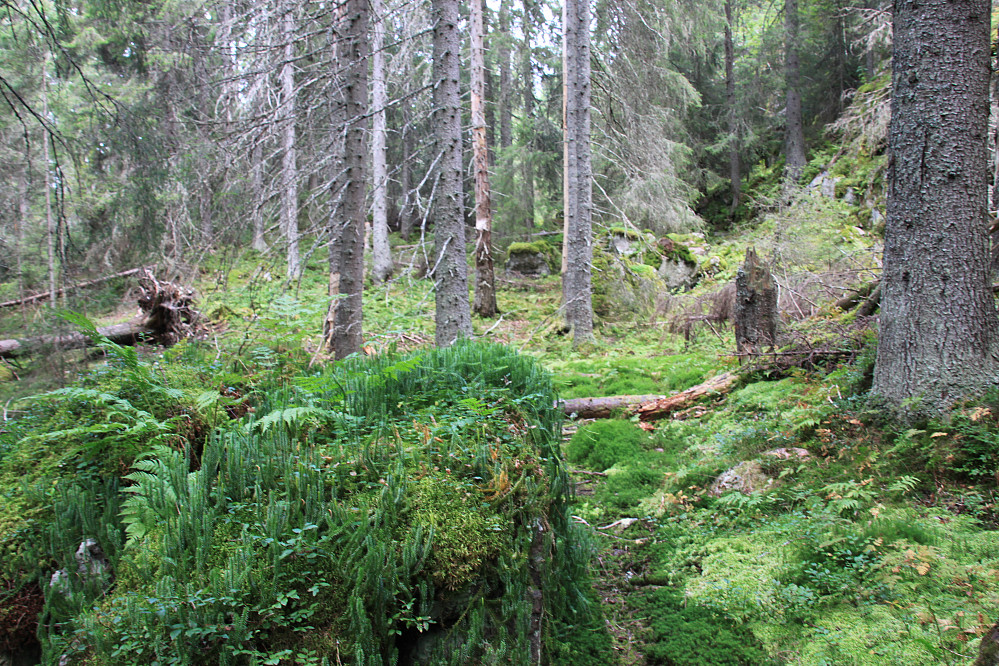 Trollskogen