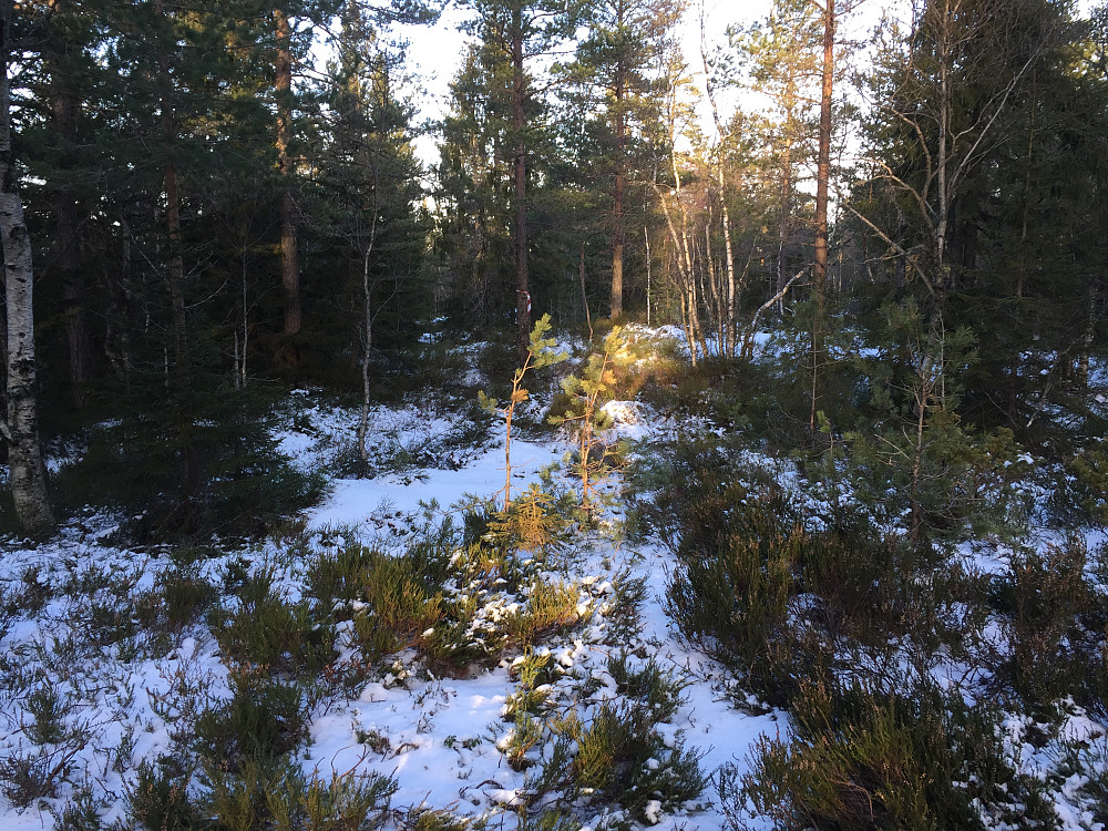 Toppen Vardåsen
