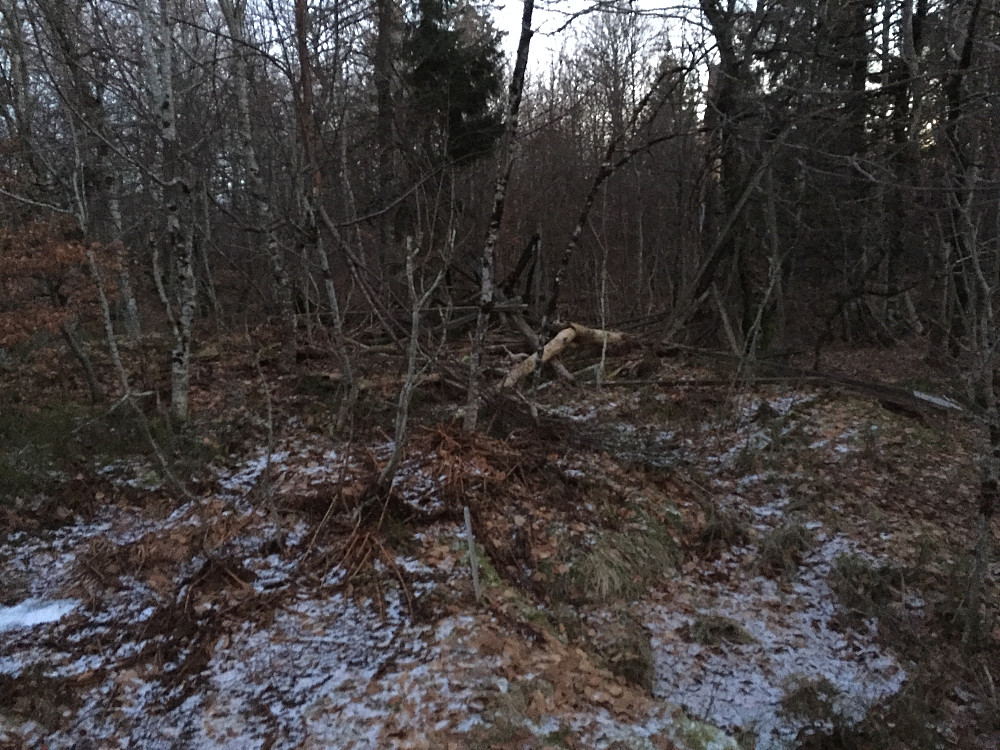 Det gamle trigpunktet som var råtnet ned. En stige lå i ett tre ved siden av!