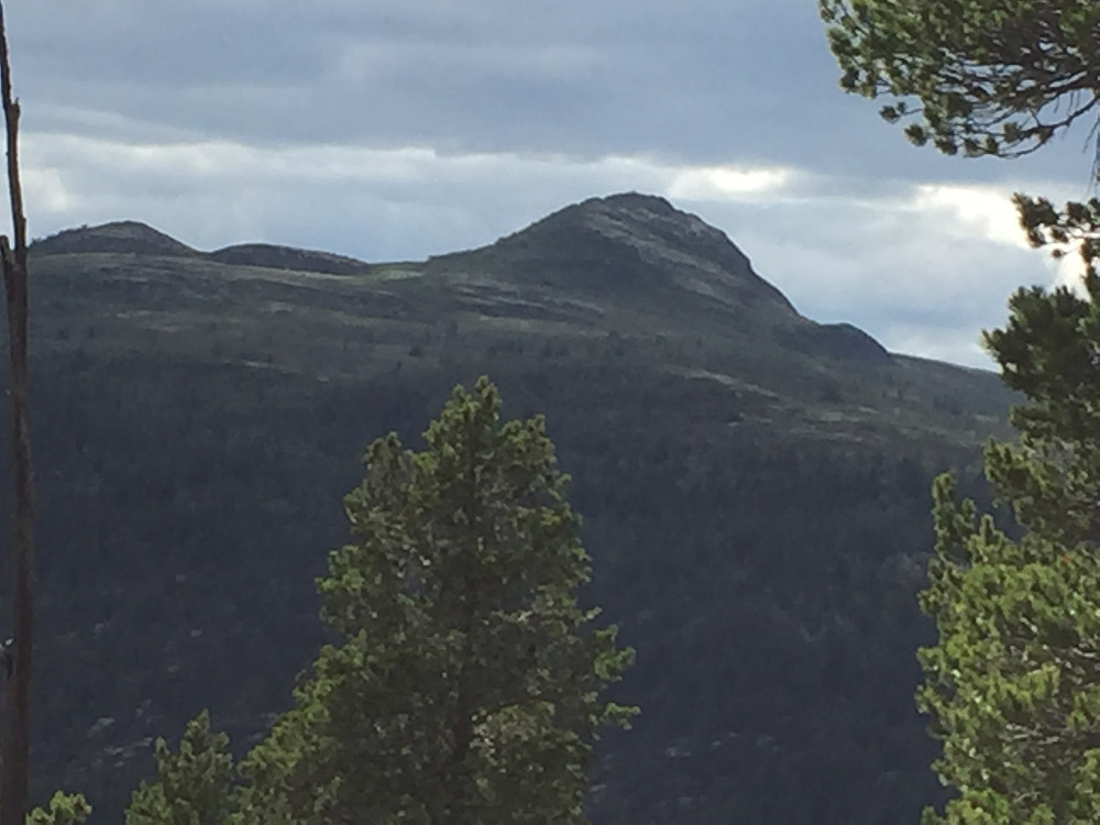 Sveinsnuten
