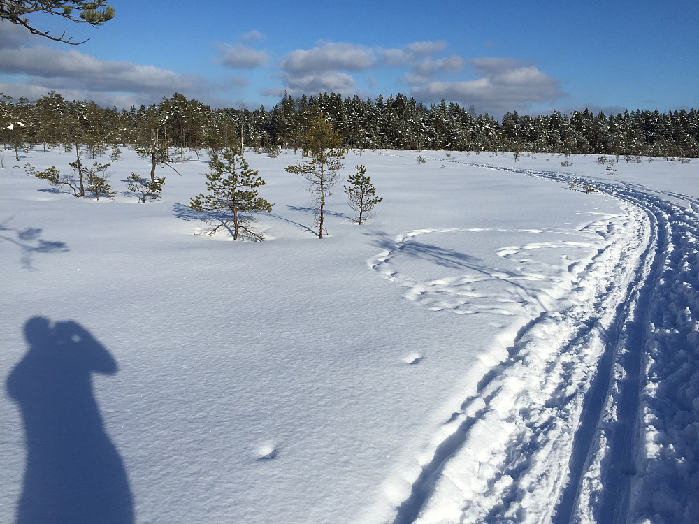 Dalsmåsan