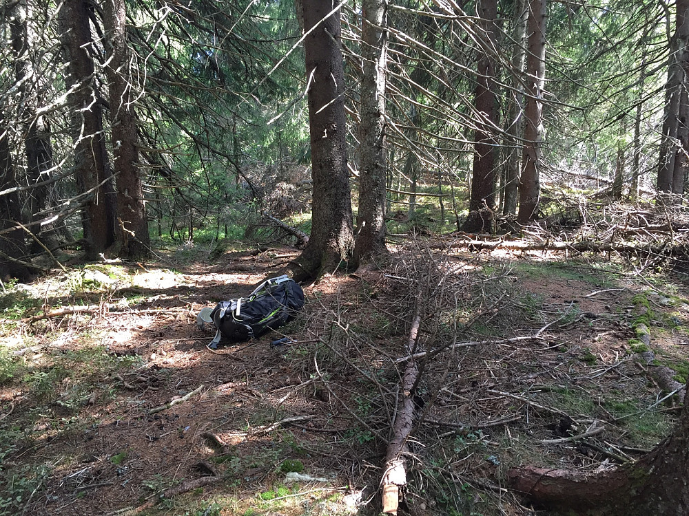 Bare skog på toppen