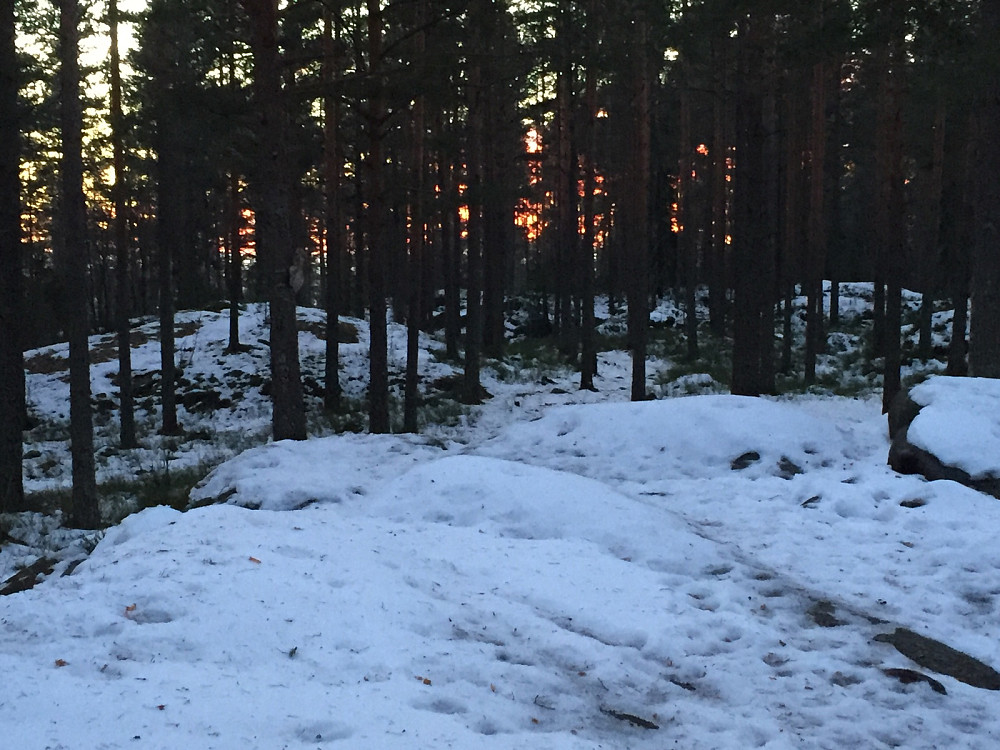 fra solnedgang i skogen ved Stallerudåsen
