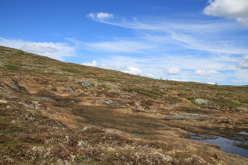 Trøndersk fjellmyr terreng