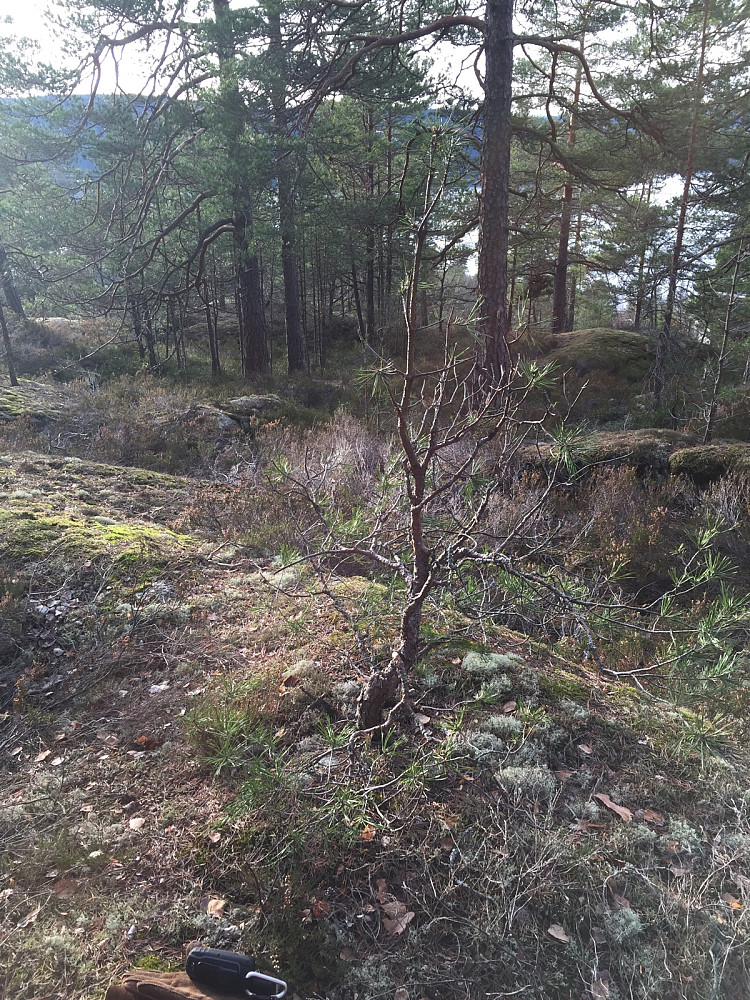 Nord for Sønderstødammen