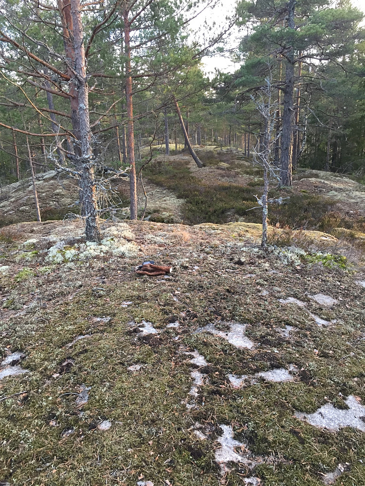 Toppen sør for Skog