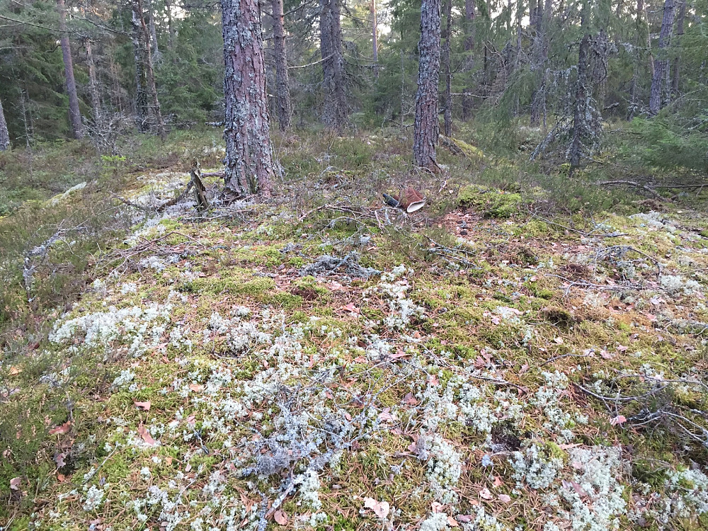 Den lille toppen øst for Nordre Skog
