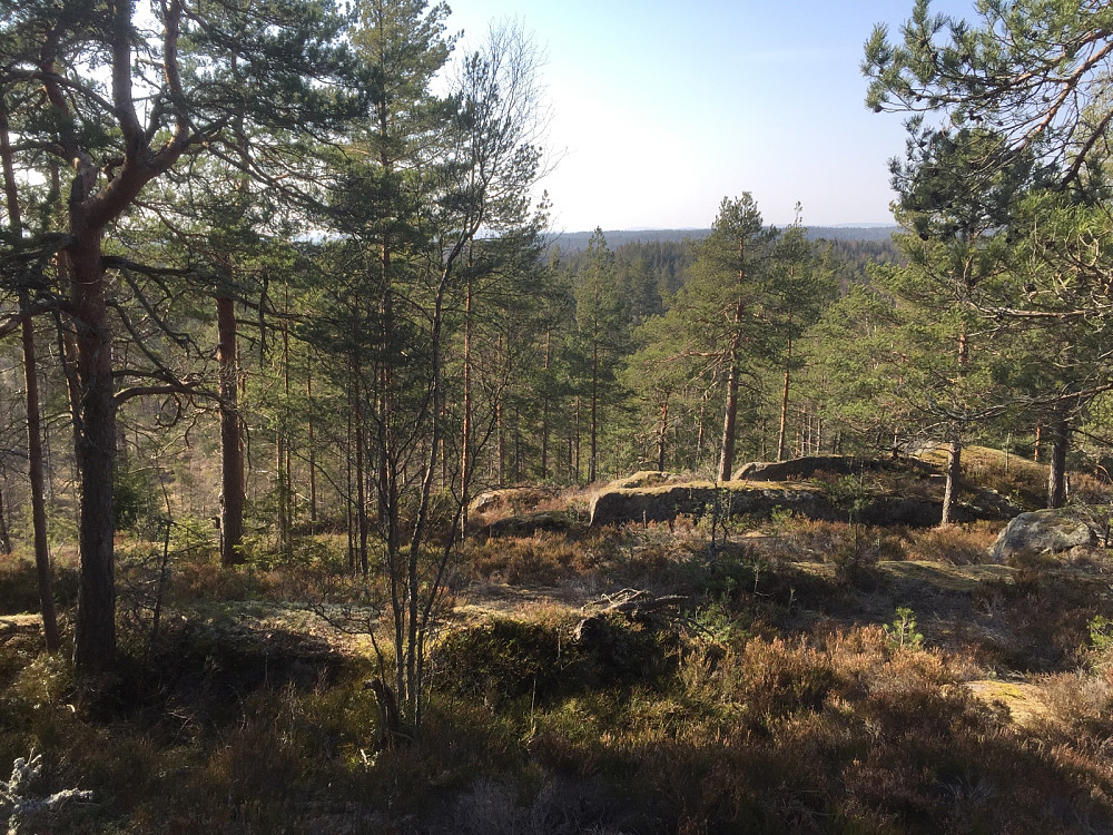 Saraåsen