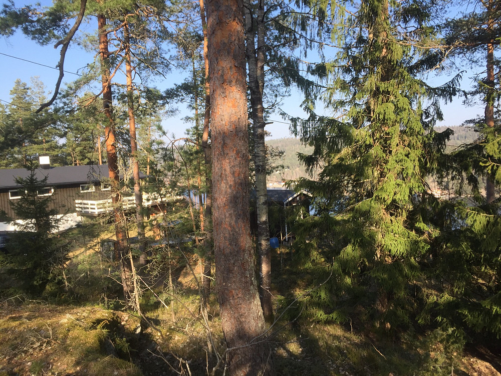 Køyakollen