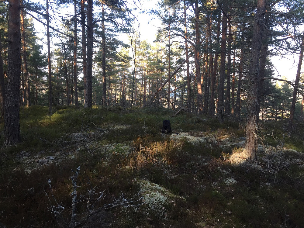 Høyås