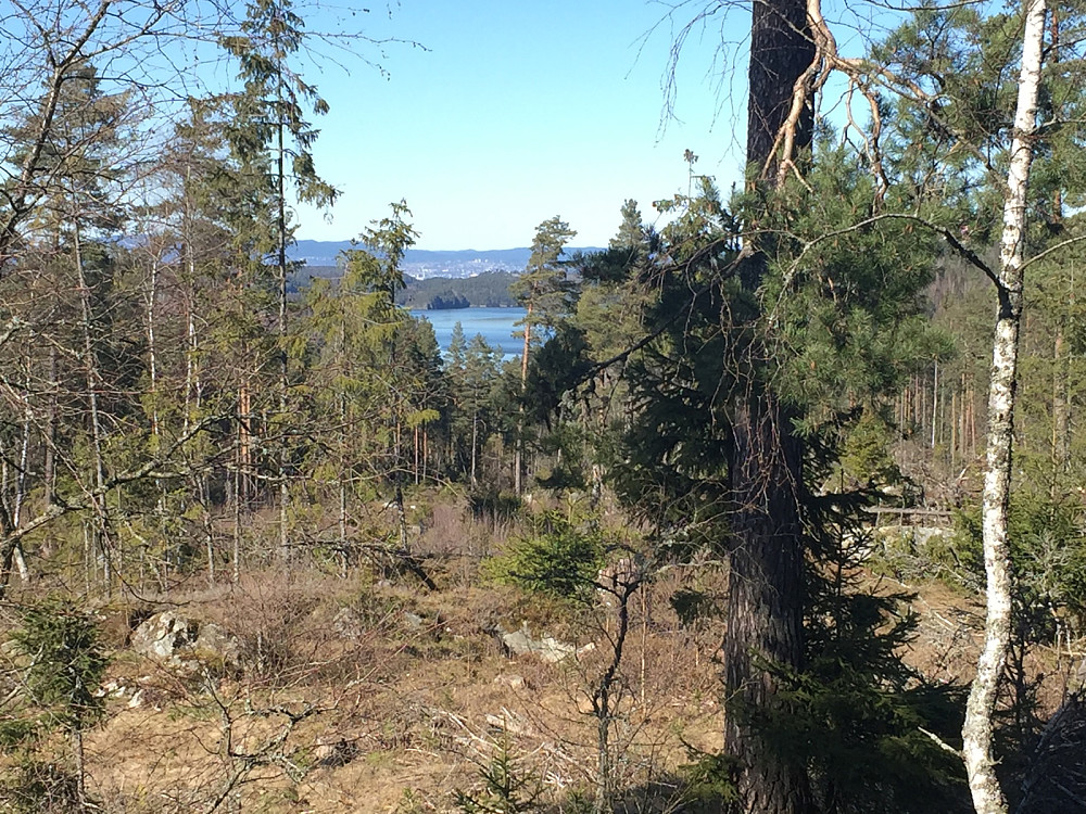 Lauvåsen