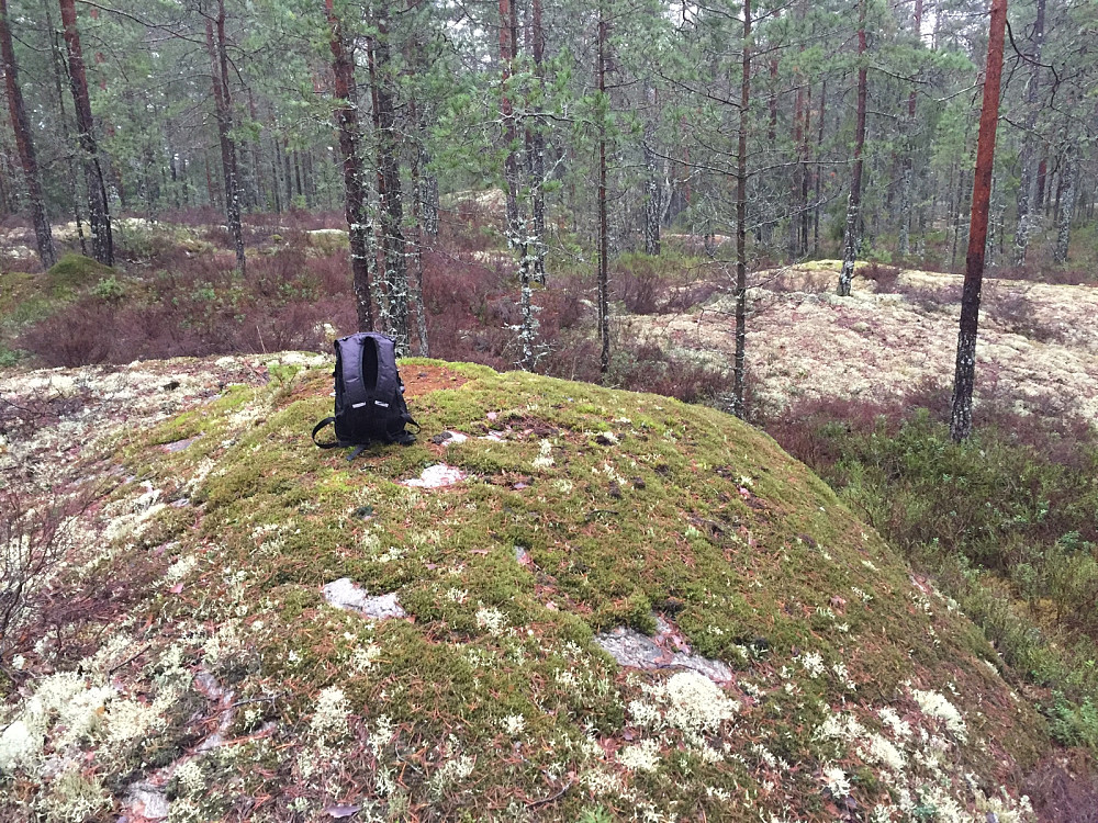 Fugleåsen