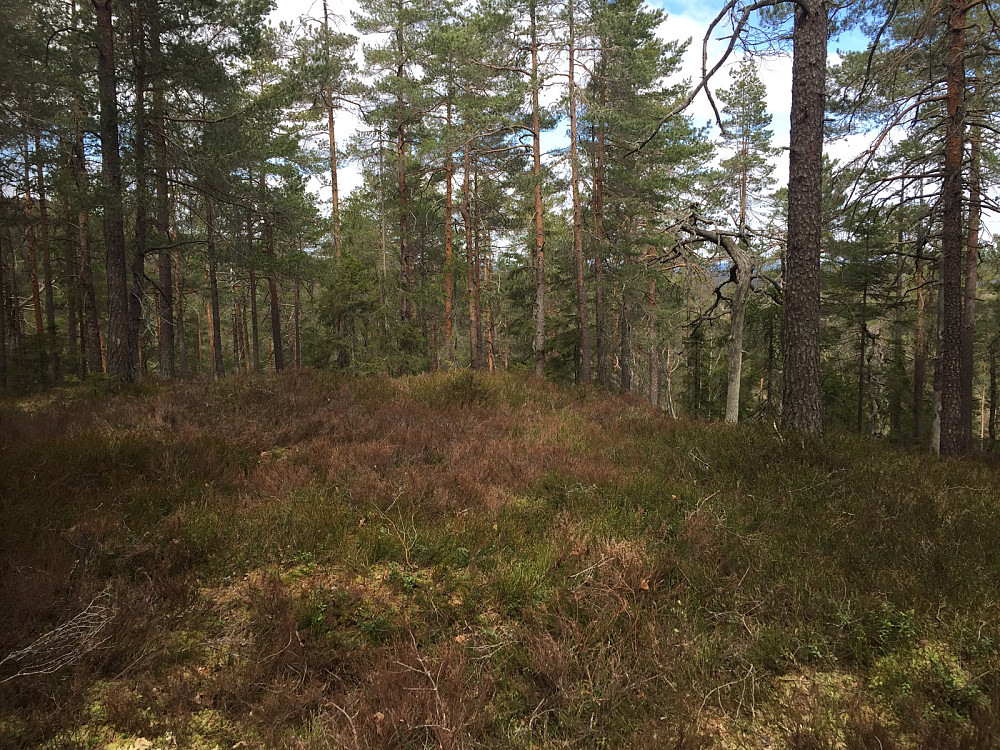 Bjrønmyråsen