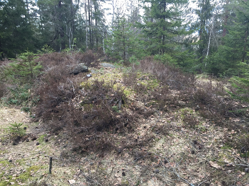 Eglevannåsen øst