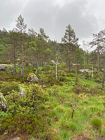 Nina2412hauge_20210619_60ce01a7cf741.jpg