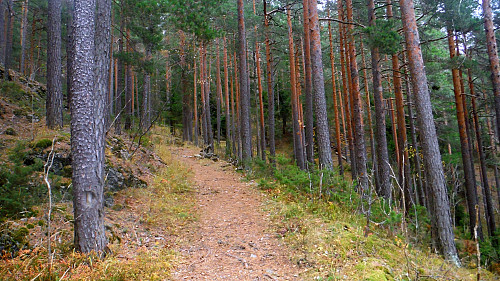 Deler av turen går i flott furuskog