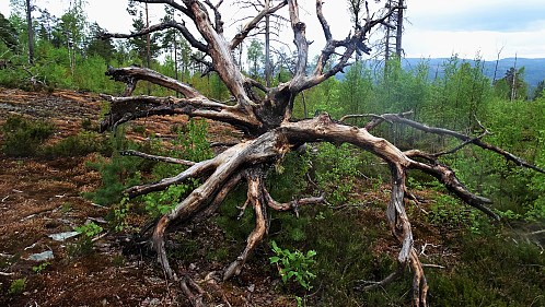 Brannflata. Naturen lager sine kunstverk