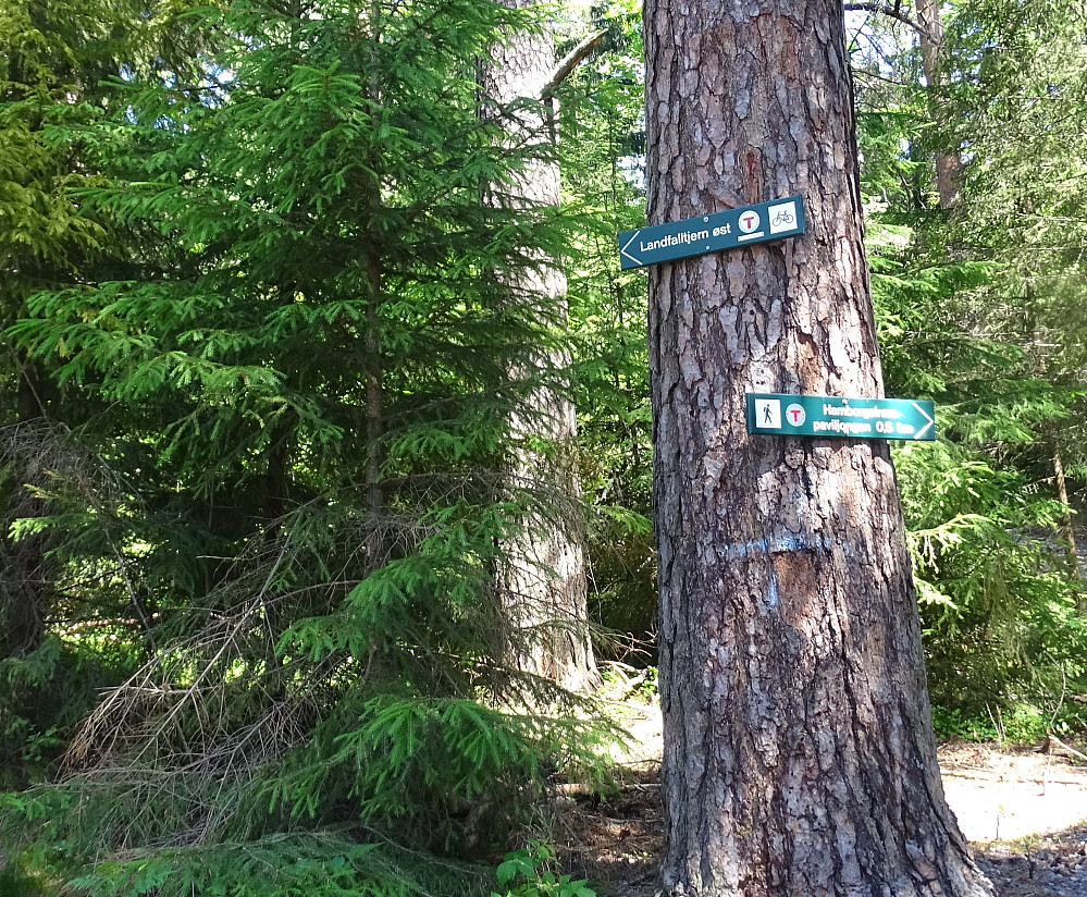 DNT har begynt å merke sykkelstier i åsen. Et bra tiltak for å skille "harde og mye" trafikanter. 
