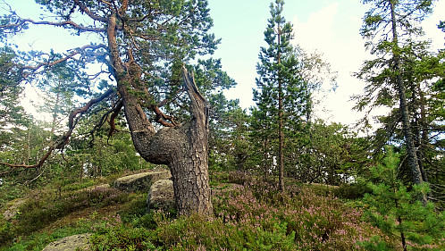 Smøråsen